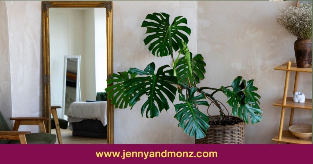 cheap wall decor with framed mirror and mostera plant