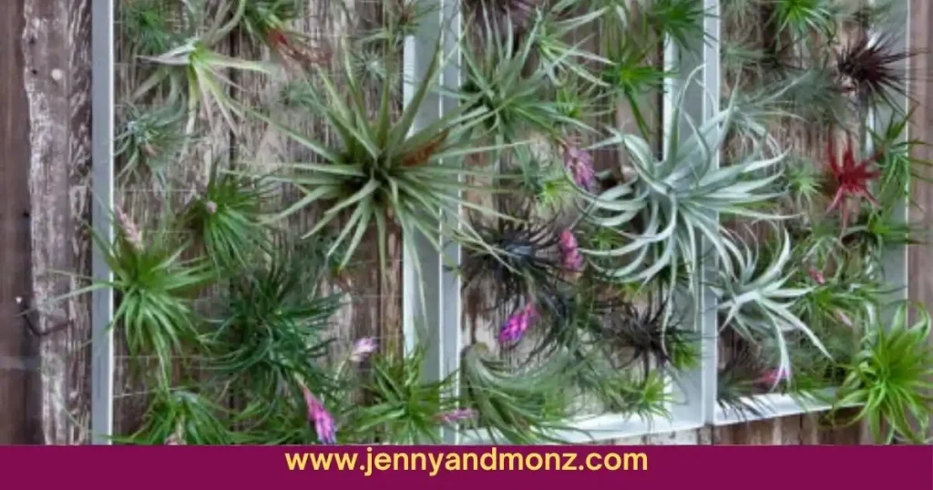Air Plants on a Patio Wall