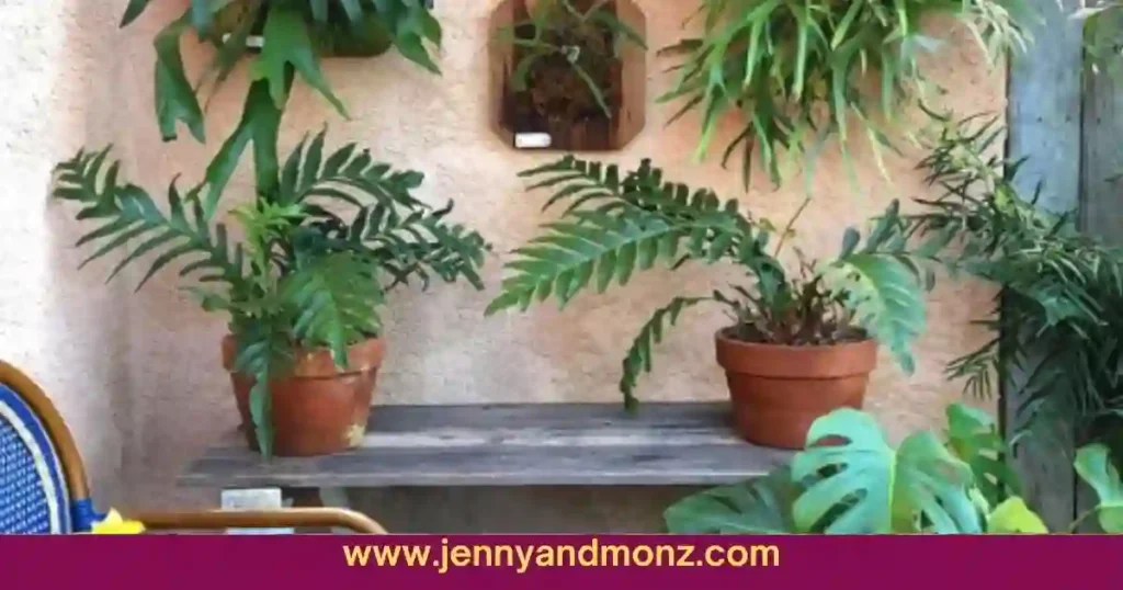 Patio wall decorated with Ferns